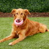 KONG Puppy Tires Dog Toy